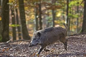 Images Dated 24th October 2012: Wild Boar - in forest
