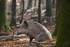 Images Dated 24th October 2012: Wild Boar - in forest