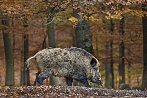 Images Dated 25th October 2012: Wild Boar - in forest