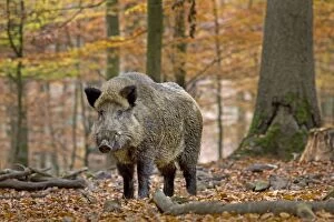 Images Dated 25th October 2012: Wild Boar - in forest