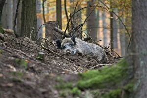 Boar Gallery: Wild Boar - in forest sleeping in the mud