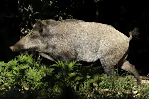 Wild Boar. France