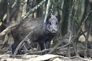 Wild boar. France