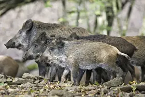 Wild boar. France