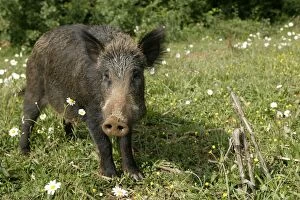 Images Dated 25th November 2005: Wild Boar. France
