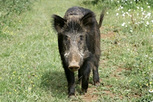 Images Dated 6th June 2004: Wild Boar. France