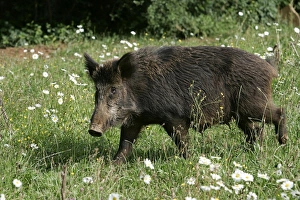 Images Dated 6th June 2004: Wild Boar. France