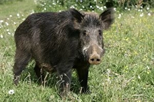 Images Dated 6th June 2004: Wild Boar. France