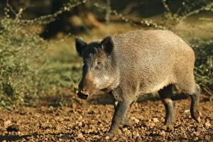 Images Dated 14th October 2007: Wild Boar. France