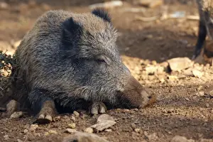 Wild Boar. France
