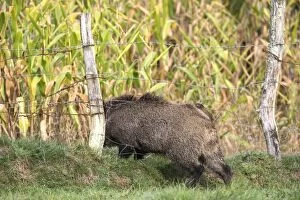 Images Dated 30th September 2012: Wild Boar - going through wire fence. Vesoul