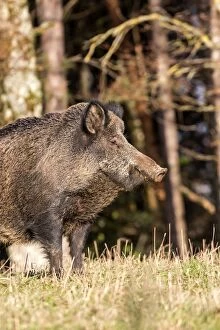 Images Dated 4th December 2012: Wild Boar. Haute Saone, France