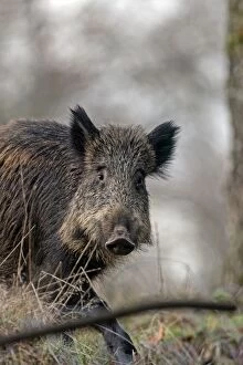 Images Dated 4th December 2012: Wild Boar. Haute Saone, France