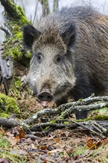 Images Dated 5th December 2012: Wild Boar. Haute Saone, France