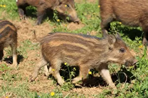 Wild Boar. Haute Saone - France