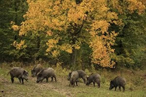 Boar Gallery: Wild Boar - herd in forest - Autumn Germany (Sus scrofa)