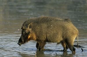 Wild Boar - in jungle pond