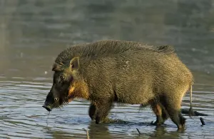 Wild Boar - in jungle pond, Ranthambhor National Park, India