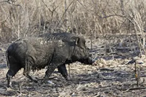 Wild Boar on Komodo island - Indonesia