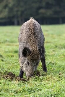 Images Dated 30th September 2012: Wild Boar - looking for worms. Vesoul, Haute