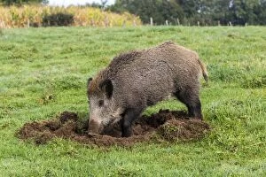 Images Dated 30th September 2012: Wild Boar - looking for worms. Vesoul, Haute