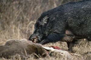Boar Gallery: Wild Boar - male feeding on deer carcass