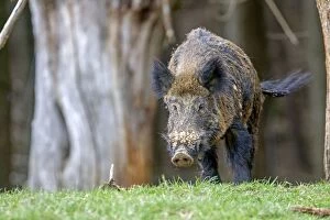 Images Dated 18th April 2013: Wild Boar - male. Haute Saone, France