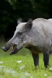 Wild boar - male portrait - Germany