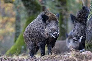 Images Dated 5th December 2012: Wild Boar - male in rut. Haute Saone, France