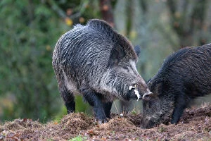 Boars Gallery: Wild Boar - male in rut. Haute Saone, France