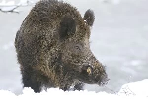 Wild Boar - male in snow