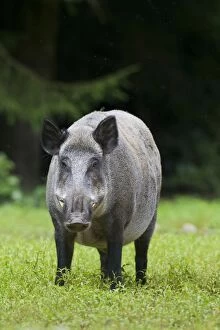 Images Dated 13th July 2012: Wild Boar male in summer