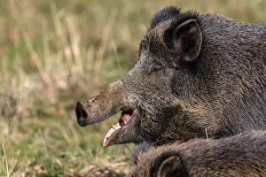 Boars Gallery: Wild Boar - with mouth open and eyes closed