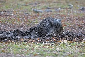 Images Dated 5th December 2012: Wild Boar - in mud. Haute Saone, France