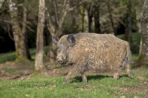 Images Dated 17th April 2013: Wild Boar - muddy male. Haute Saone, France