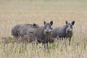 Images Dated 16th October 2018: Wild boar - pack fleeing over a stubble field - Sweden Date: 16-Oct-18