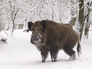 Boar Gallery: Wild Boar / Pig - standing in snow