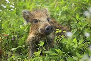 Boar Gallery: Wild Boar piglet