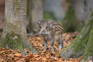 Images Dated 25th October 2012: Wild Boar - piglet in forest
