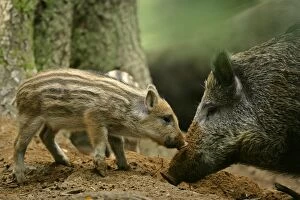 Wild Boar - piglet and mother foraging for food