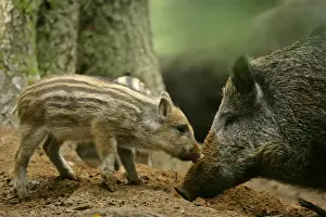 Bond Prints: Wild Boar piglet and mother foraging for food Bavaria, Germany