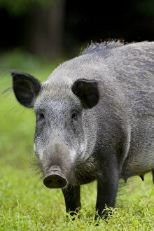 Boars Gallery: Wild boar - portrait of a sow in summer - Germany