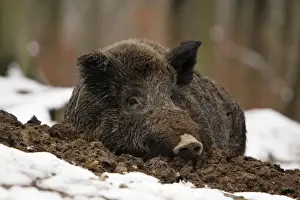 Wild Boar - resting in self-made nest, in snow, Lower Saxony, Germany