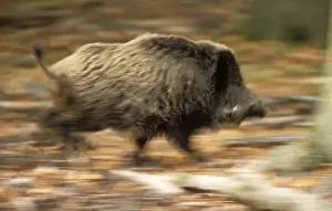 Blurred Prints: Wild Boar Running