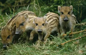 Wild Boar SM 151 x 4 Young Sus scrofa © Stefan Meyers / ARDEA LONDON