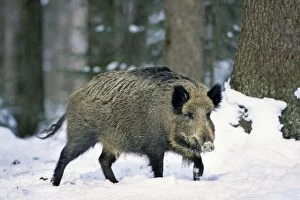 Images Dated 2nd April 2012: Wild Boar - in snow