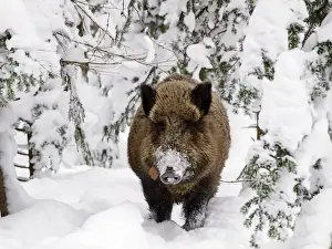 Wild Boar - in snow - Germany