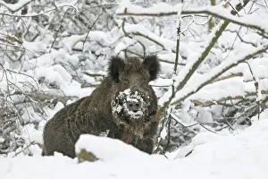 wild boar in snow, Germany