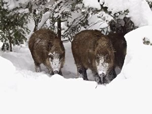 Images Dated 25th November 2009: wild boar in snow, Germany