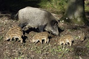 Wild Boar - sow feeding with piglets in forest